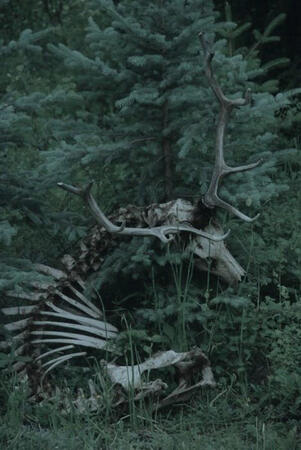 dead zombie deer cred: pintrest
